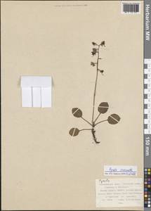 Pyrola asarifolia subsp. incarnata (DC.) A. E. Murray, Siberia, Russian Far East (S6) (Russia)