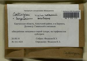Calliergon richardsonii (Mitt.) Kindb. ex G. Roth, Bryophytes, Bryophytes - Chukotka & Kamchatka (B21) (Russia)