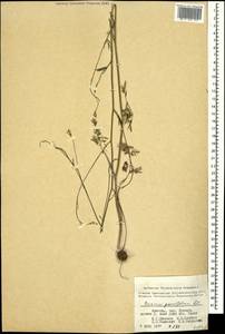 Bunium paucifolium DC., Caucasus, Armenia (K5) (Armenia)