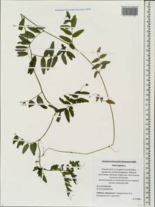 Vicia sepium L., Eastern Europe, North-Western region (E2) (Russia)