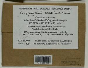 Cirriphyllum crassinervium (Taylor ex Wilson) Loeske & M. Fleisch., Bryophytes, Bryophytes - North Caucasus & Ciscaucasia (B12) (Russia)