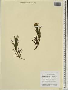 Pentanema ensifolium (L.) D. Gut. Larr., Santos-Vicente, Anderb., E. Rico & M. M. Mart. Ort., Caucasus, Black Sea Shore (from Novorossiysk to Adler) (K3) (Russia)