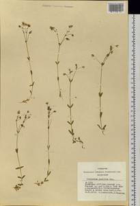 Cerastium pusillum Ser., Siberia, Altai & Sayany Mountains (S2) (Russia)