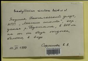 Brachythecium rivulare Schimp., Bryophytes, Bryophytes - Yakutia (B19) (Russia)