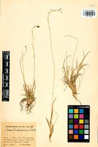 Carex ledebouriana C.A.Mey. ex Trevir., Siberia, Baikal & Transbaikal region (S4) (Russia)