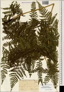 Pteridium aquilinum subsp. aquilinum, Caucasus, Stavropol Krai, Karachay-Cherkessia & Kabardino-Balkaria (K1b) (Russia)
