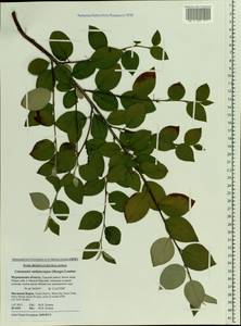 Cotoneaster melanocarpus G. Lodd., Eastern Europe, Northern region (E1) (Russia)