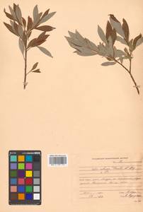 Salix udensis (Wimm.) Trautv. & C. A. Mey., Siberia, Russian Far East (S6) (Russia)