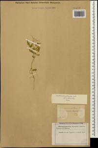 Cardamine impatiens subsp. pectinata (Pall. ex DC.) Stoj. & Stef., Caucasus, Azerbaijan (K6) (Azerbaijan)