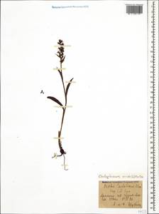 Dactylorhiza viridis (L.) R.M.Bateman, Pridgeon & M.W.Chase, Caucasus, Armenia (K5) (Armenia)
