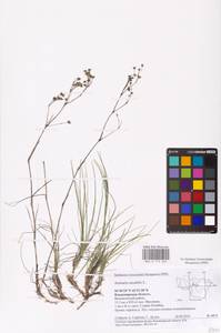 Eremogone saxatilis (L.) Ikonn., Eastern Europe, Central region (E4) (Russia)