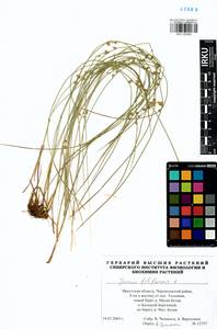 Juncus filiformis L., Siberia, Baikal & Transbaikal region (S4) (Russia)