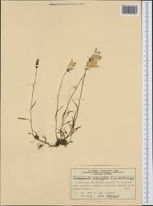 Campanula rotundifolia L., Western Europe (EUR) (Norway)