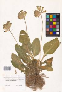 Primula veris subsp. macrocalyx (Bunge) Lüdi, Caucasus, Stavropol Krai, Karachay-Cherkessia & Kabardino-Balkaria (K1b) (Russia)