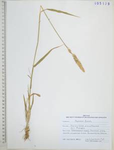 Phalaris arundinacea L., Siberia, Russian Far East (S6) (Russia)
