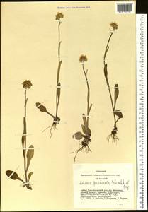 Tephroseris praticola (Schischk. & Serg.) Holub, Siberia, Altai & Sayany Mountains (S2) (Russia)