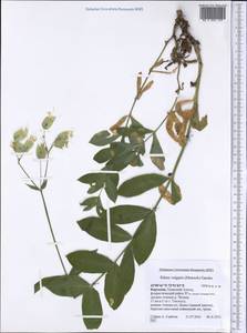 Silene commutata Guss., Middle Asia, Western Tian Shan & Karatau (M3) (Kyrgyzstan)