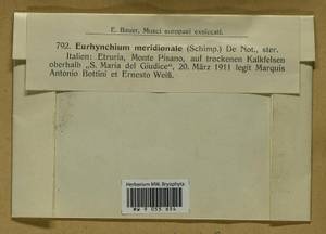 Plasteurhynchium striatulum (Spruce) M. Fleisch., Bryophytes, Bryophytes - Western Europe (BEu) (Italy)