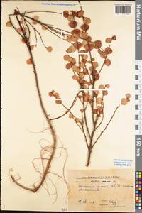 Betula nana L., Eastern Europe, Northern region (E1) (Russia)