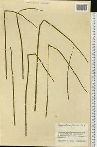 Equisetum fluviatile L., Siberia, Russian Far East (S6) (Russia)