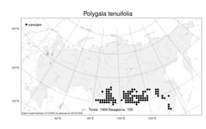 Polygala tenuifolia Willd., Atlas of the Russian Flora (FLORUS) (Russia)