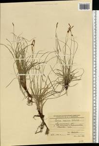 Carex supina Willd. ex Wahlenb., Eastern Europe, North Ukrainian region (E11) (Ukraine)
