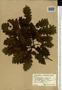 Quercus petraea (Matt.) Liebl., Eastern Europe, West Ukrainian region (E13) (Ukraine)