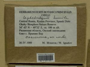 Hygroamblystegium humile (P. Beauv.) Vanderp., Hedenäs & Goffinet, Bryophytes, Bryophytes - Middle Russia (B6) (Russia)