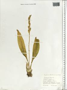 Liparis loeselii (L.) Rich., Eastern Europe, Central forest-and-steppe region (E6) (Russia)
