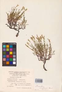 Dianthus uralensis Korsh., Eastern Europe, Eastern region (E10) (Russia)