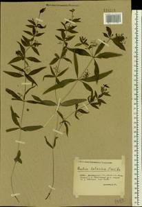 Rubia tatarica (Trevir.) F.Schmidt, Eastern Europe, Lower Volga region (E9) (Russia)