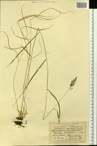 Calamagrostis purpurea (Trin.) Trin., Siberia, Western Siberia (S1) (Russia)