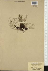 Carex pulicaris L., Western Europe (EUR) (Poland)