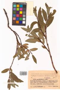 Salix saposhnikovii A. K. Skvortsov, Siberia, Altai & Sayany Mountains (S2) (Russia)