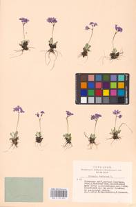 Primula farinosa L., Siberia, Altai & Sayany Mountains (S2) (Russia)