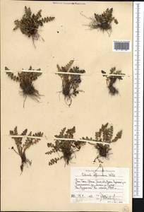 Asplenium ceterach subsp. ceterach, Middle Asia, Western Tian Shan & Karatau (M3) (Uzbekistan)