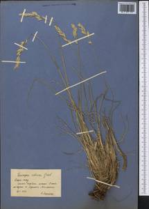 Festuca olgae (Regel) Krivot., Middle Asia, Western Tian Shan & Karatau (M3) (Kazakhstan)