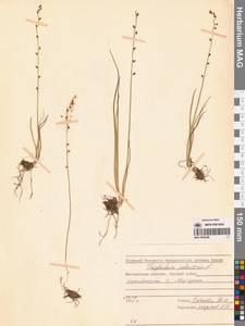 Triglochin palustris L., Siberia, Chukotka & Kamchatka (S7) (Russia)