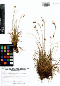 Carex ledebouriana C.A.Mey. ex Trevir., Siberia, Baikal & Transbaikal region (S4) (Russia)