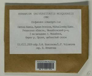 Didymodon icmadophilus (Schimp. ex Müll. Hal.) K. Saito, Bryophytes, Bryophytes - Middle Russia (B6) (Russia)