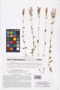 Centaurium erythraea, Eastern Europe, North Ukrainian region (E11) (Ukraine)