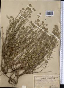 Ziziphora clinopodioides Lam., Middle Asia, Western Tian Shan & Karatau (M3) (Kazakhstan)