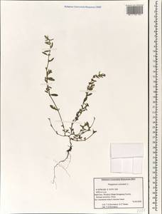 Polygonum aviculare L., South Asia, South Asia (Asia outside ex-Soviet states and Mongolia) (ASIA) (China)