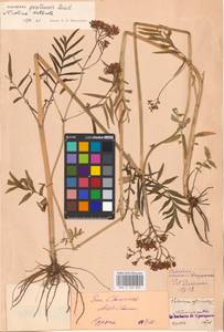 Valeriana pratensis subsp. angustifolia (Soó) Kirschner, Buttler & Hand, Eastern Europe, North Ukrainian region (E11) (Ukraine)