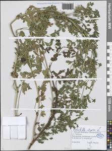 Potentilla supina L., Eastern Europe, Volga-Kama region (E7) (Russia)