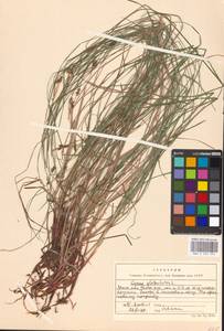 Carex globularis L., Eastern Europe, Moscow region (E4a) (Russia)