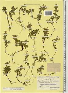 Lamium tomentosum Willd., Caucasus, Dagestan (K2) (Russia)