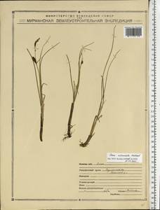 Carex rotundata Wahlenb., Eastern Europe, Northern region (E1) (Russia)