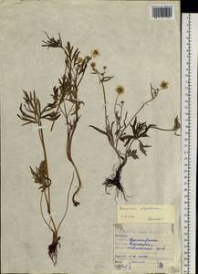 Ranunculus polyanthemos L., Siberia, Altai & Sayany Mountains (S2) (Russia)