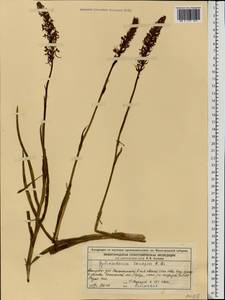 Gymnadenia conopsea (L.) R.Br., Eastern Europe, Volga-Kama region (E7) (Russia)